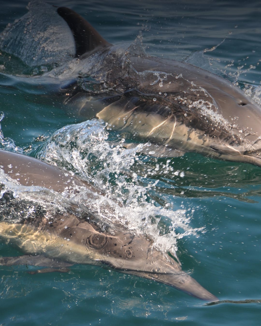 Common dolphins swimming together