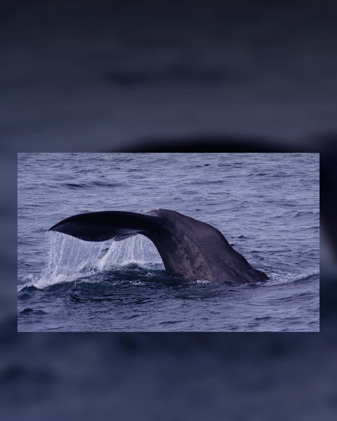 Sperm whale starting to dive in the Gulf of Alaska