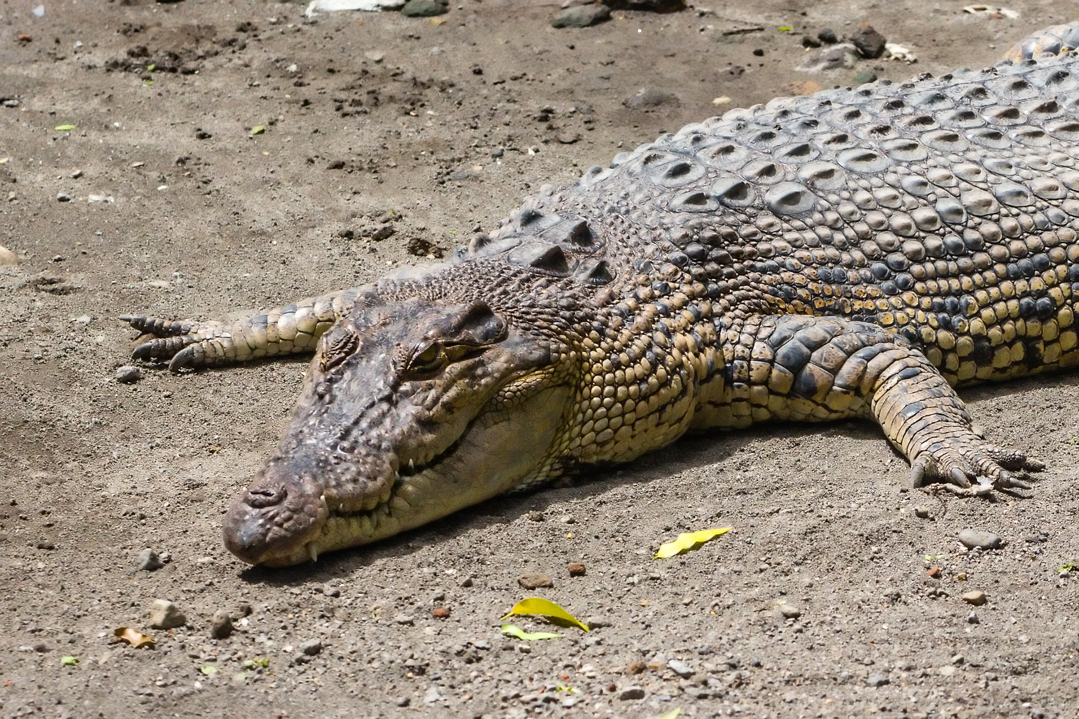 A saltwater crocodile at a zoo