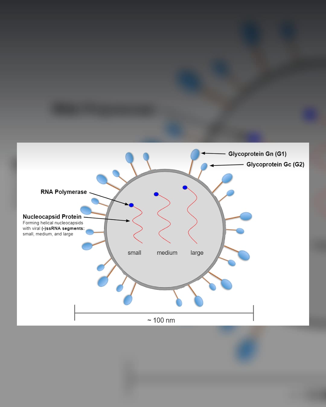 Andes orthohantavirus structure illustration