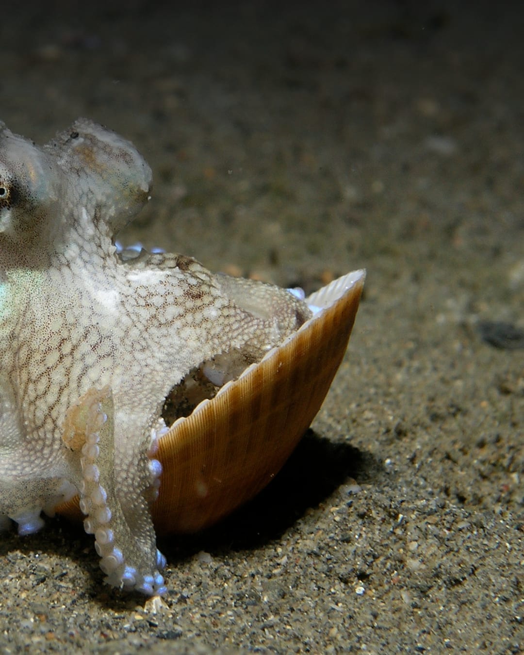 Veined octopus using shells for protection