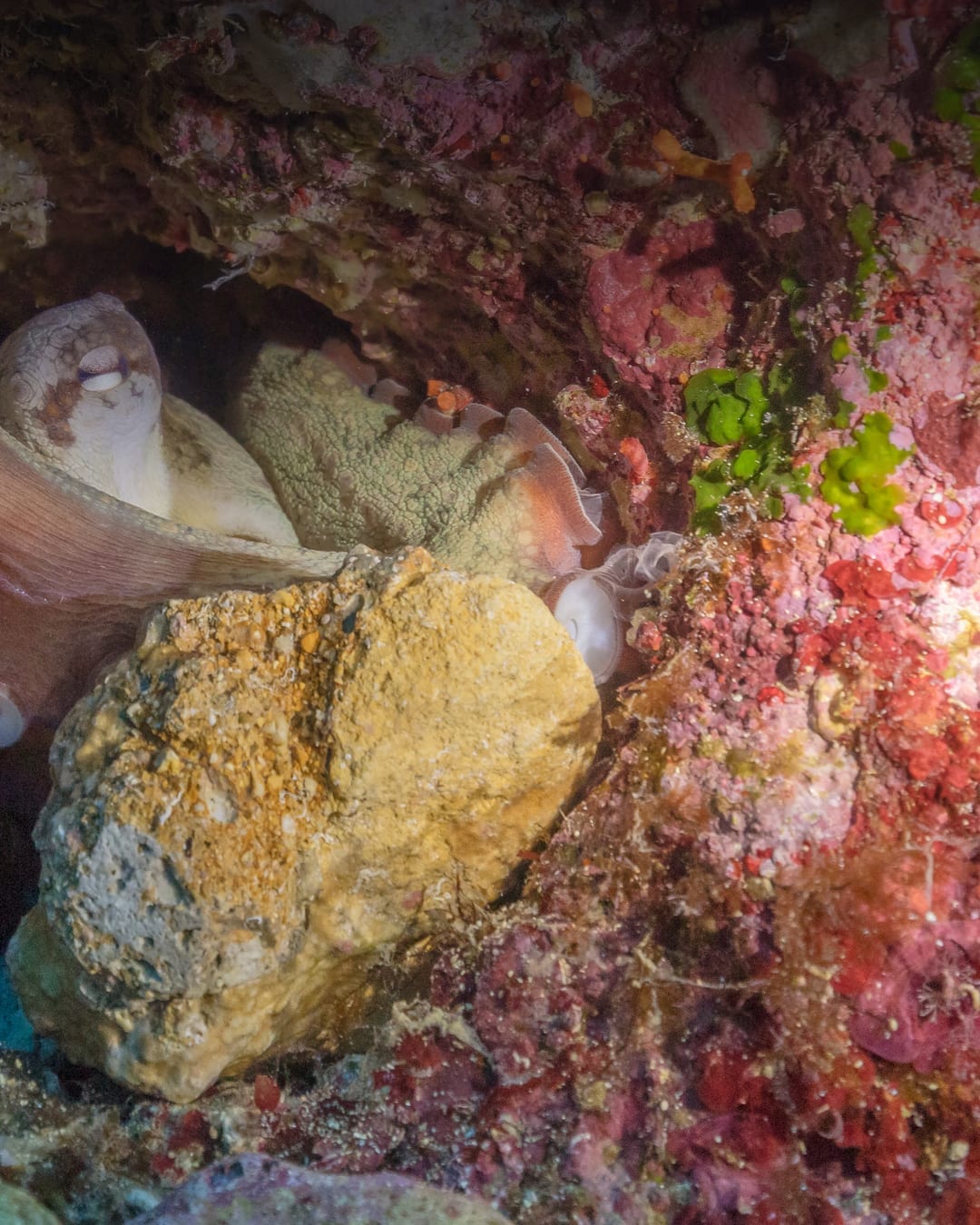 Oxford Biologist Says Octopuses Could Build the Next Civilization if Humans Disappear