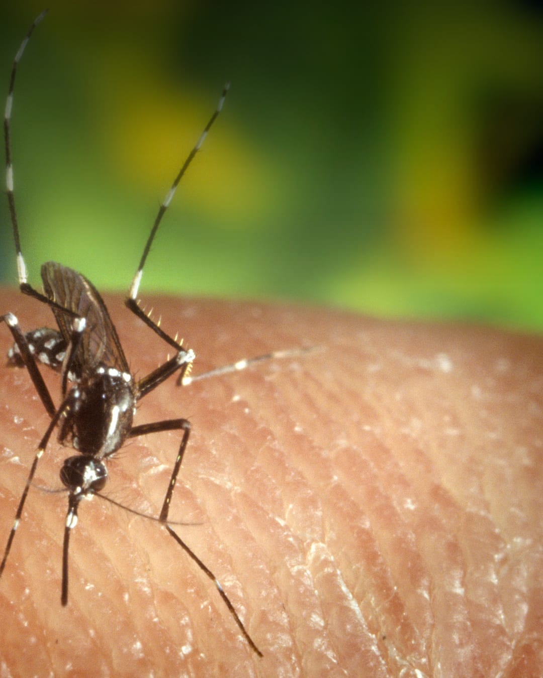 Toulouse Will Release Sterile Tiger Mosquitoes to Cut the Population by Up to 90%